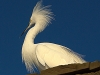 Snowy Egret