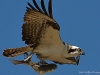 Osprey with Fish