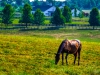Bluegrass Grazing