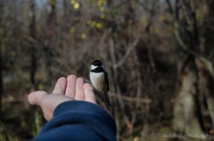 A Bird in Hand-1