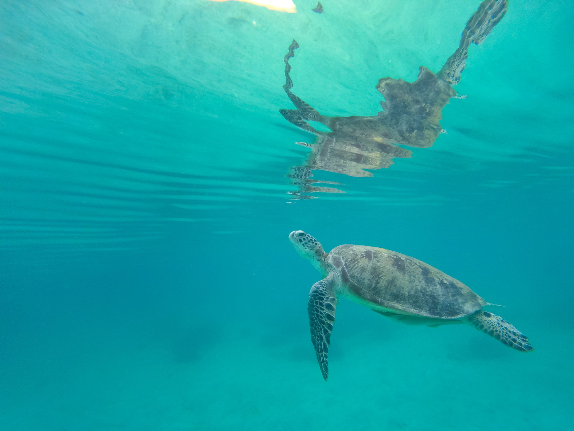 Snorkeling with Sea Turtles - Professional Photographer in Cleveland